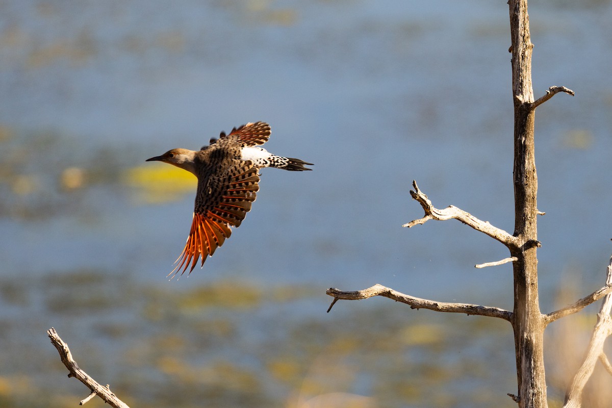 Northern Flicker - ML643704354