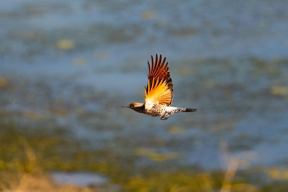 Northern Flicker - ML643704355