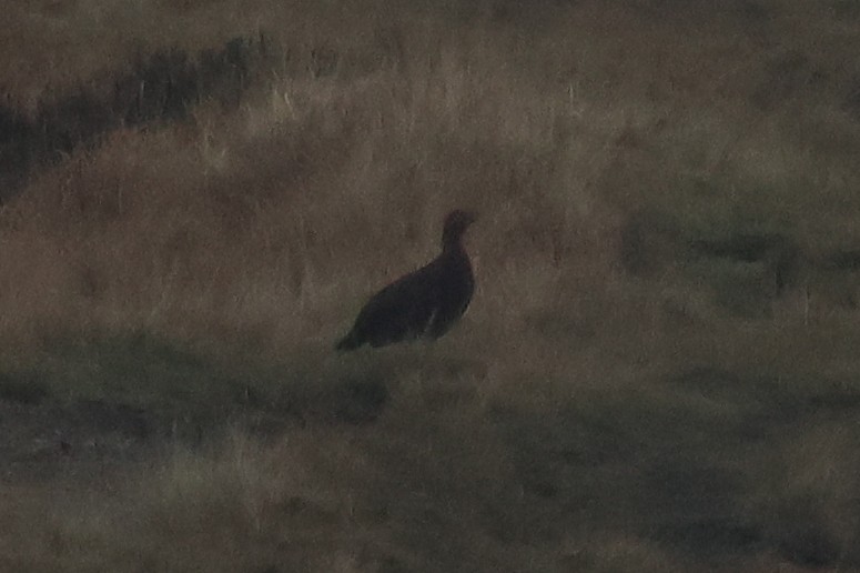 Willow Ptarmigan - ML643704356