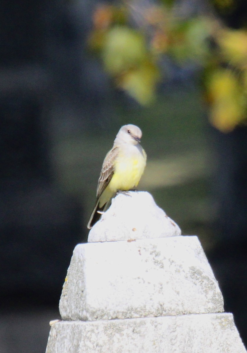 Western Kingbird - ML643704366
