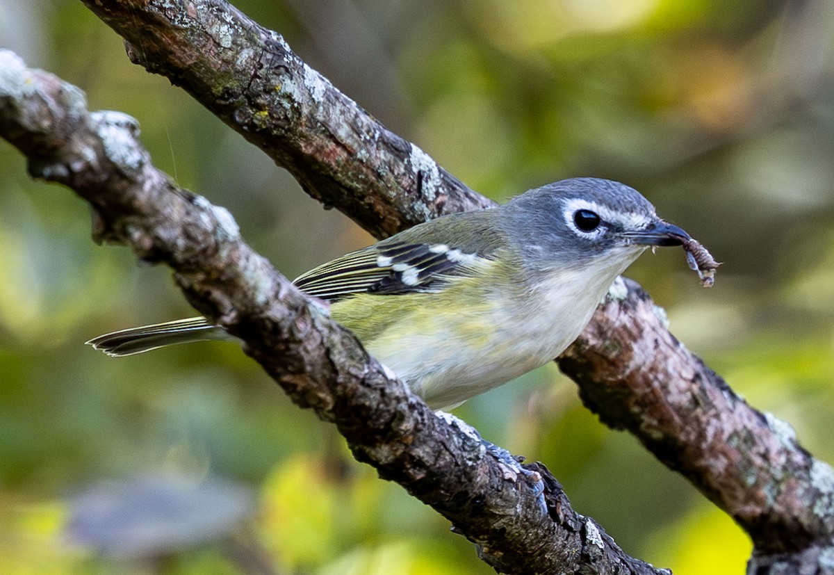 Blue-headed Vireo - ML643704377