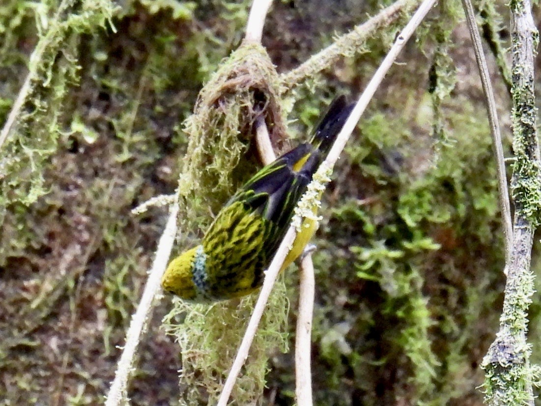 Silver-throated Tanager - ML643704380