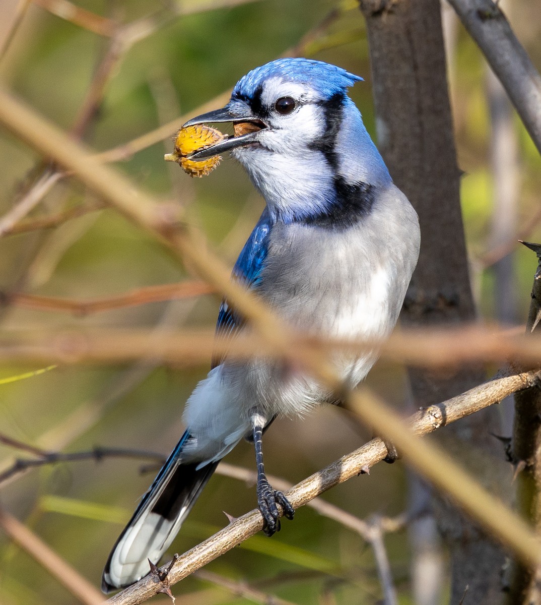 Blue Jay - ML643704401