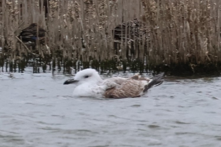 Caspian Gull - ML643704408
