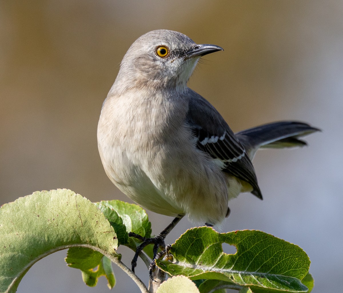 Northern Mockingbird - ML643704415