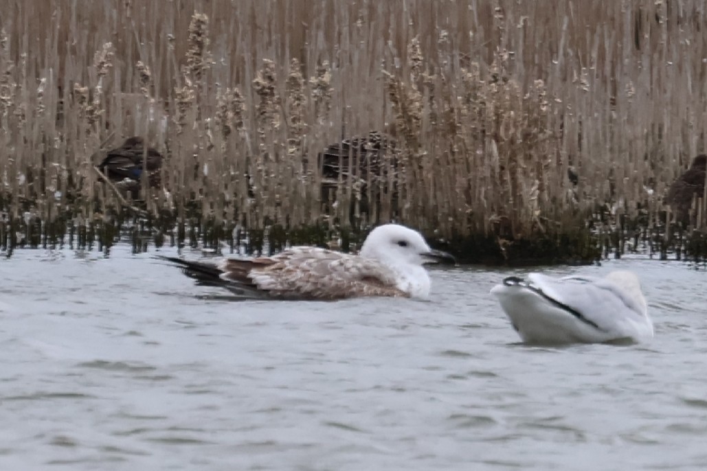 Caspian Gull - ML643704426
