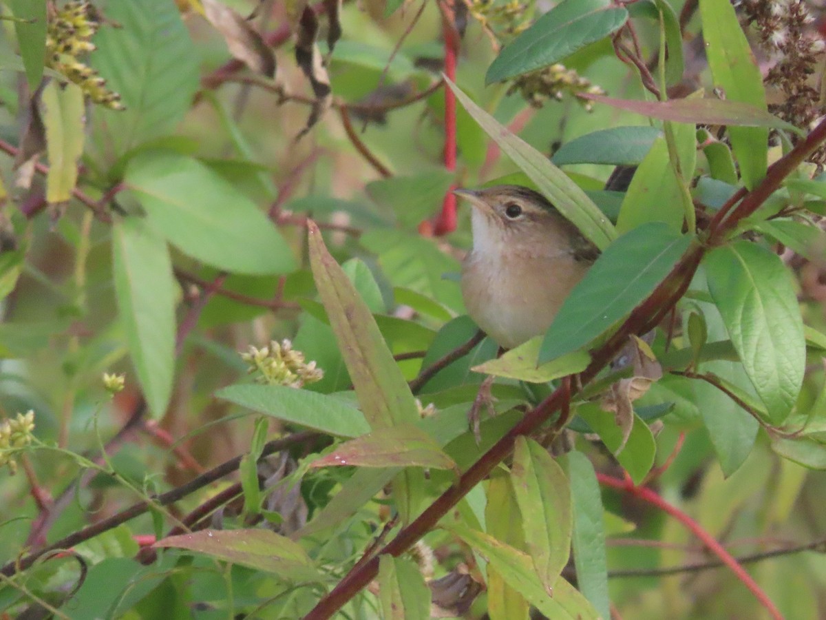 Sedge Wren - ML643704432