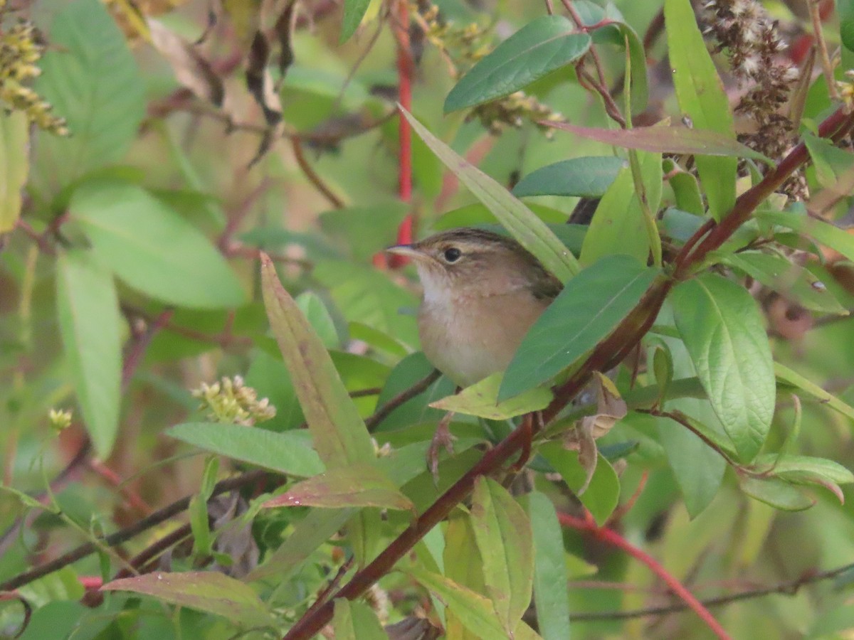Sedge Wren - ML643704433