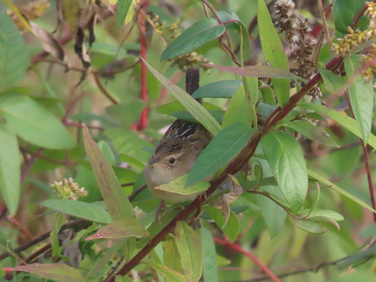 Sedge Wren - ML643704435