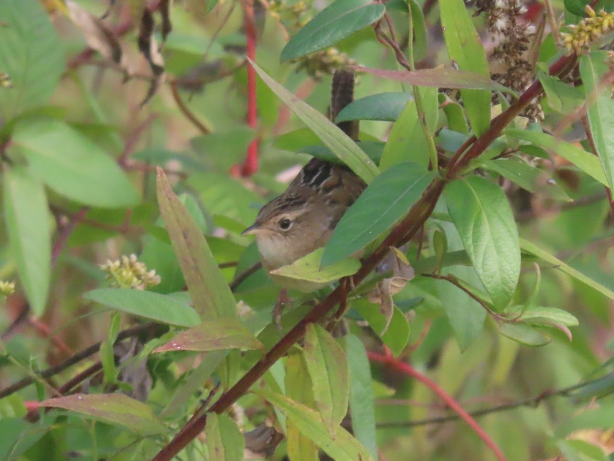 Sedge Wren - ML643704436