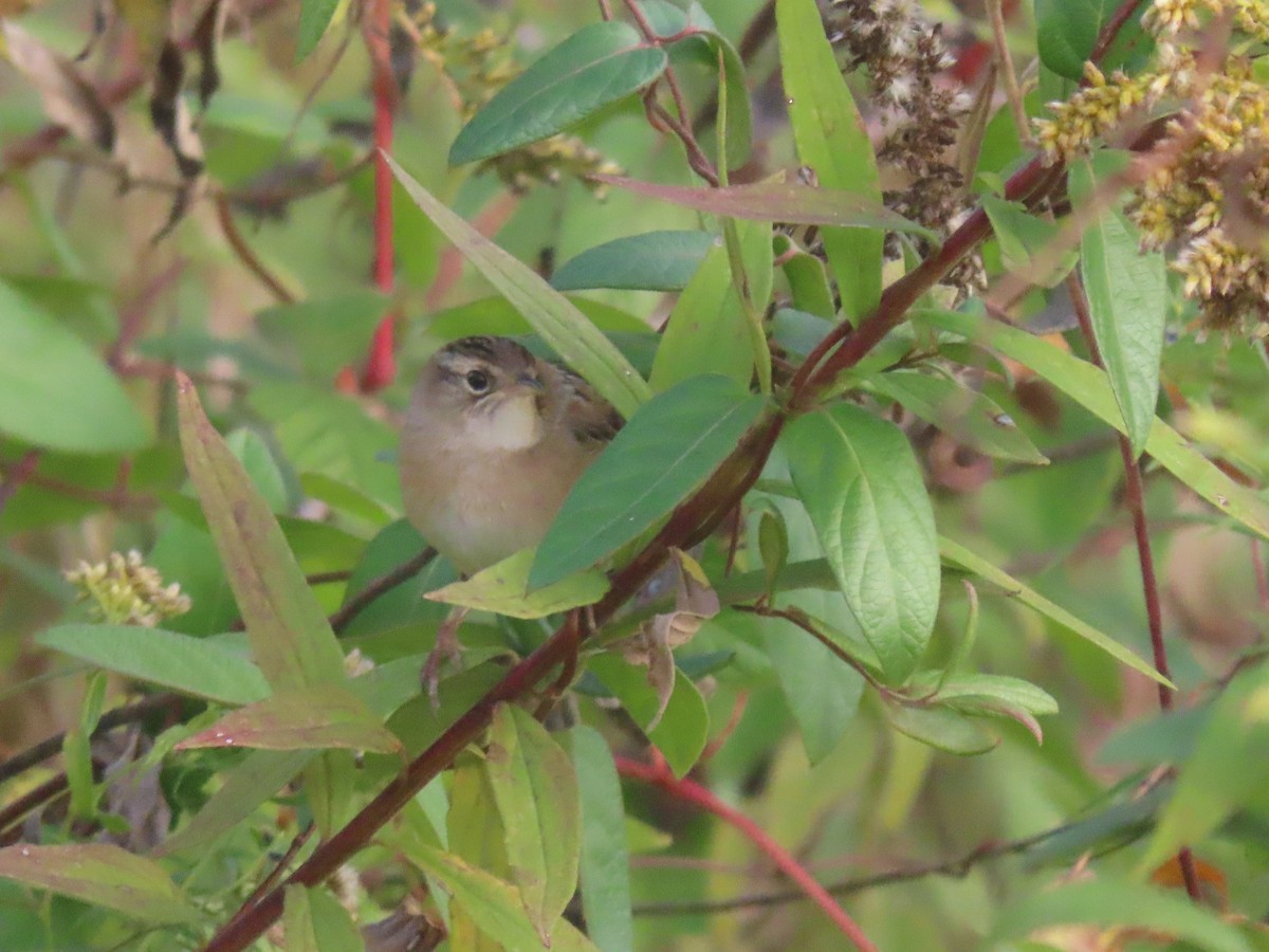 Sedge Wren - ML643704437