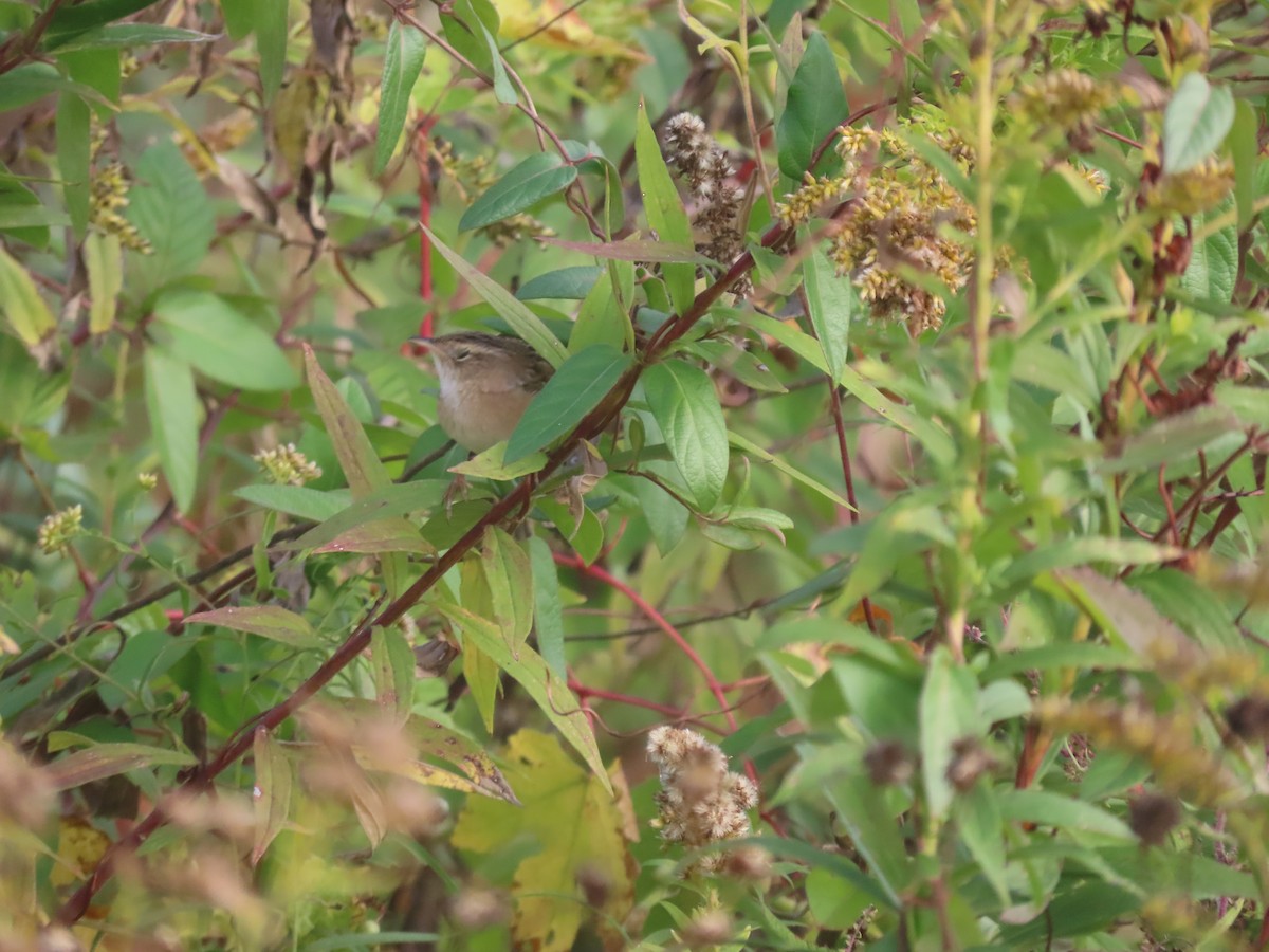 Sedge Wren - ML643704439