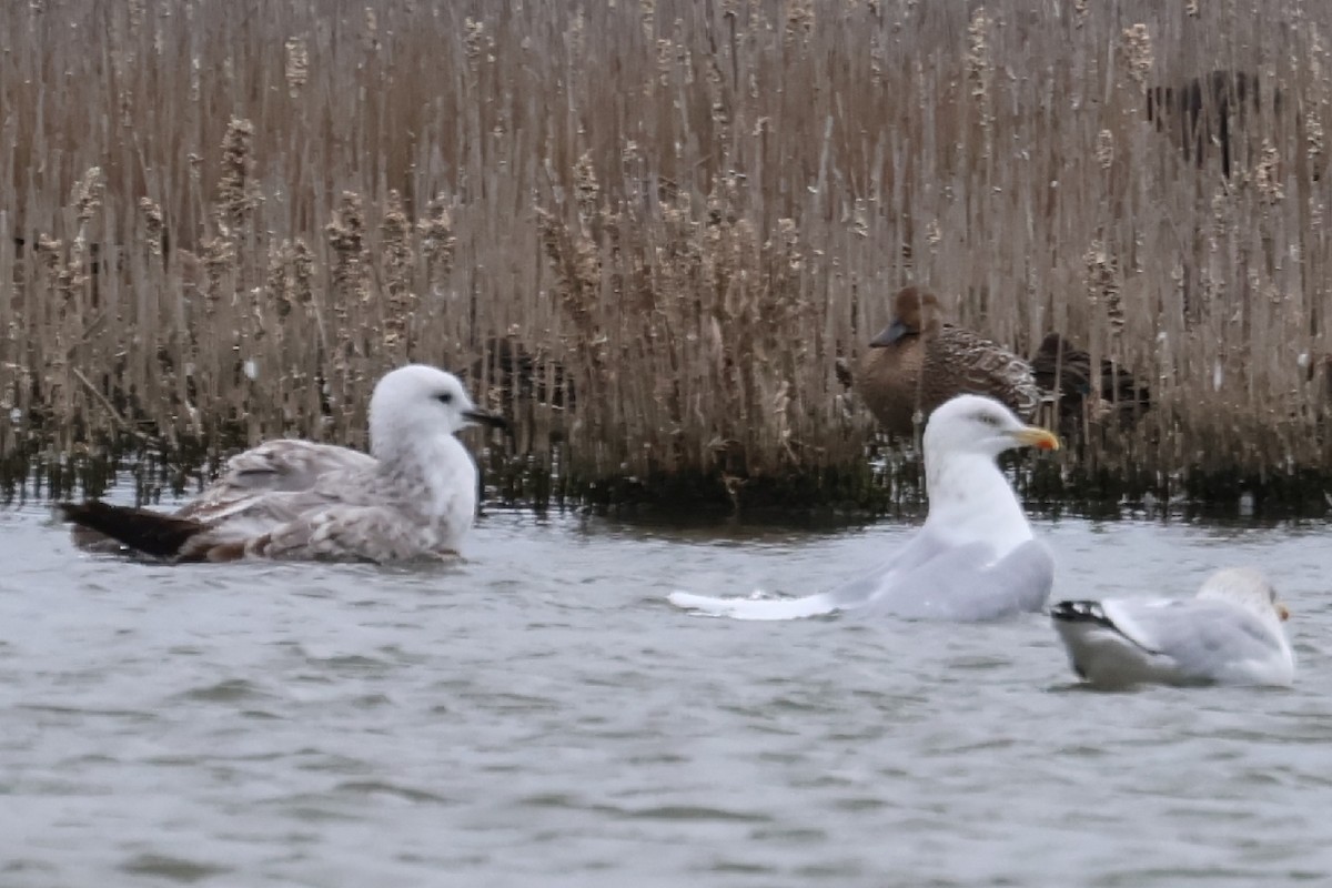 Caspian Gull - ML643704443