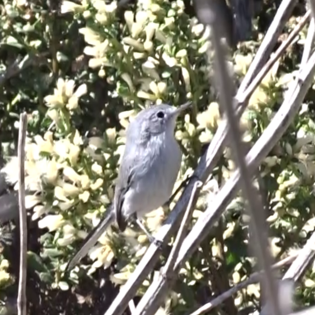 Blue-gray Gnatcatcher - ML643704448
