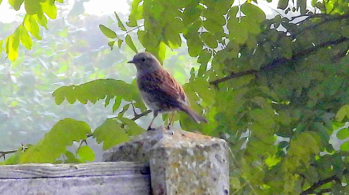 Dunnock - ML643704451