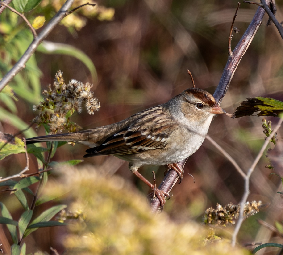White-crowned Sparrow - ML643704463