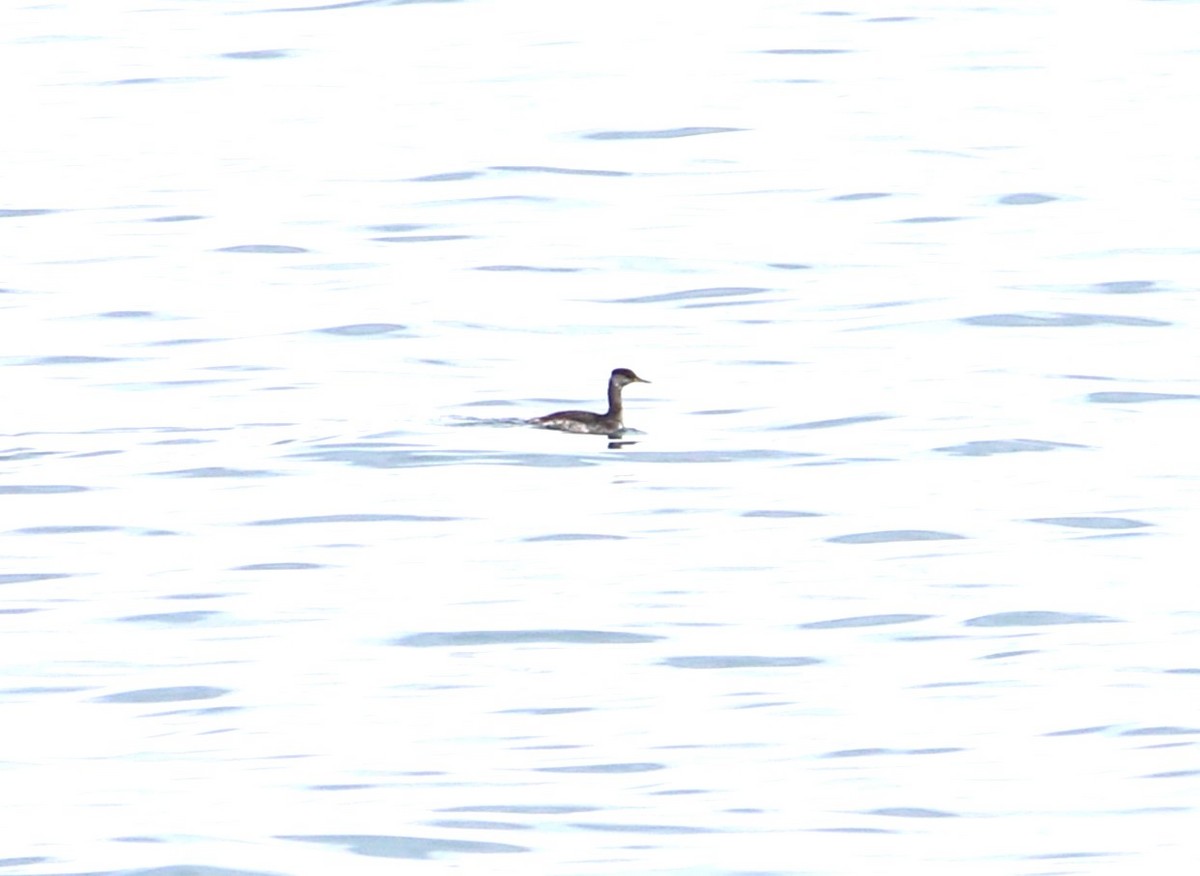 Red-necked Grebe - ML643704469