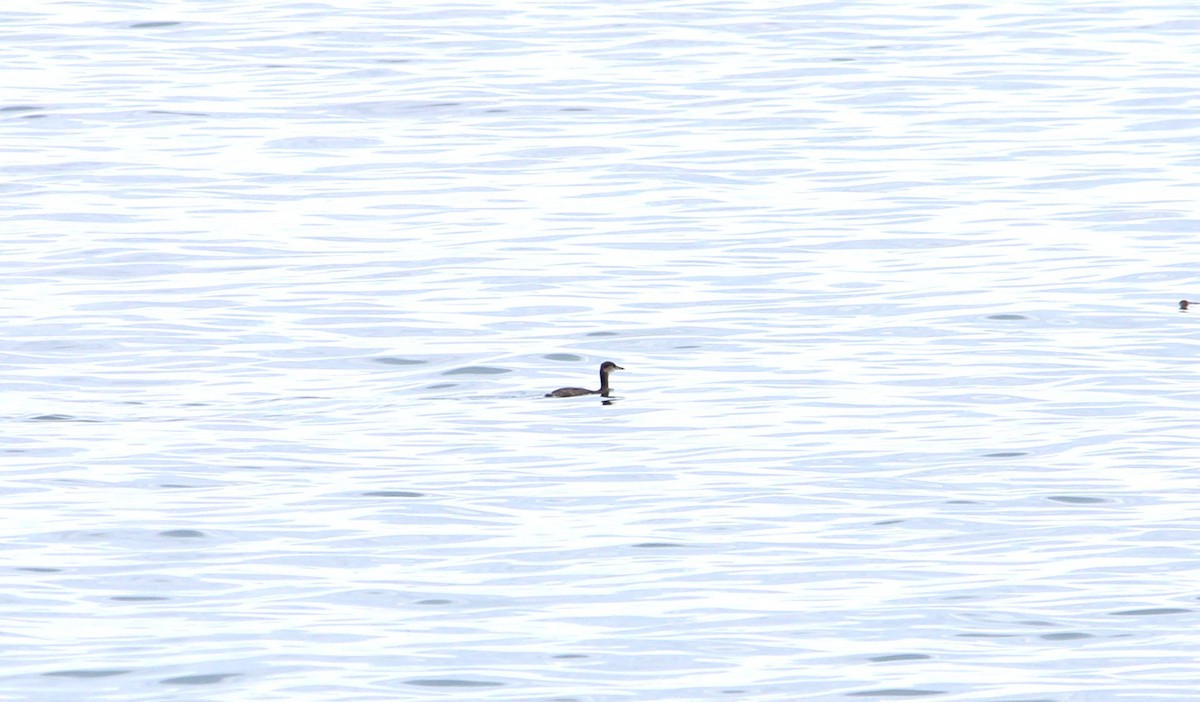 Red-necked Grebe - ML643704470