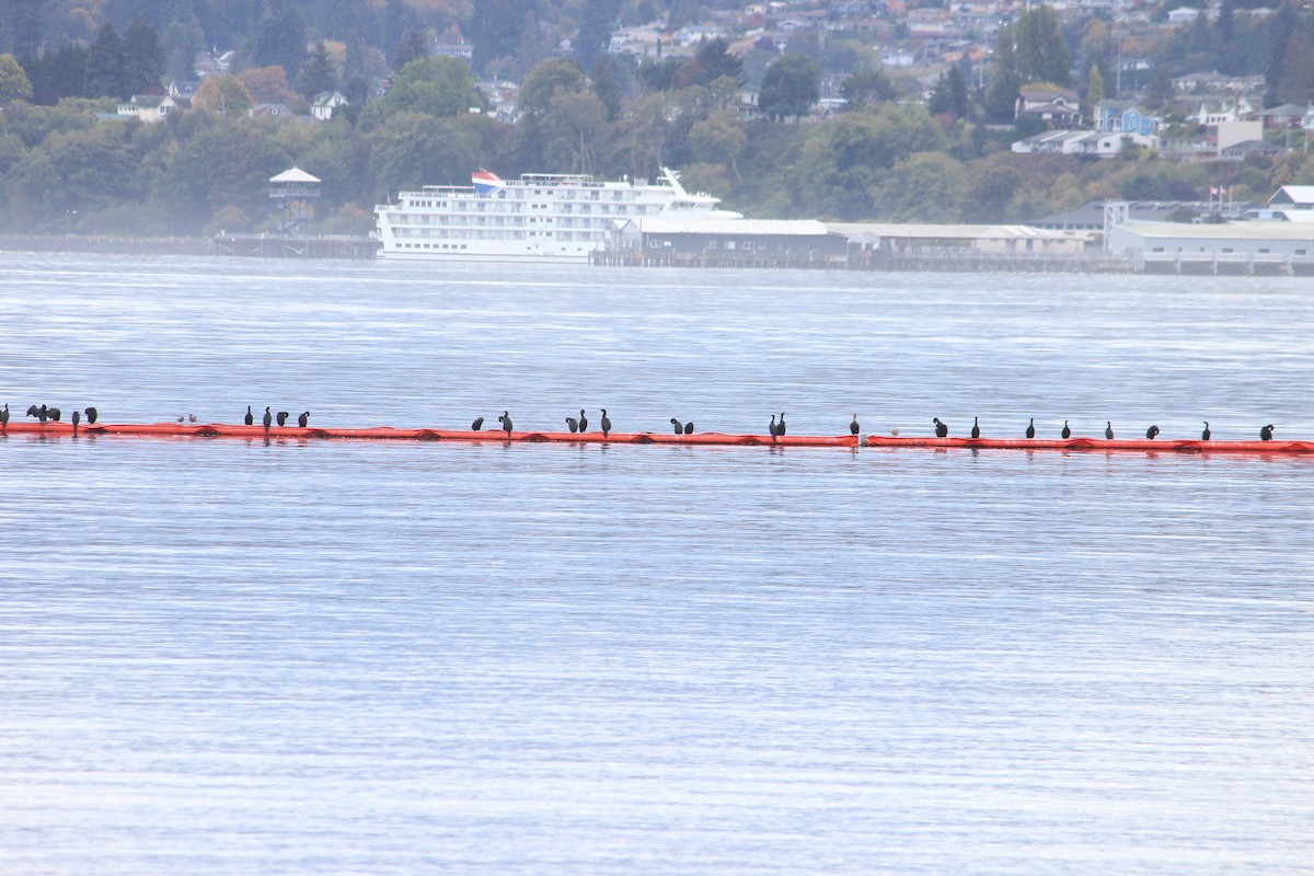 Double-crested Cormorant - ML643704484