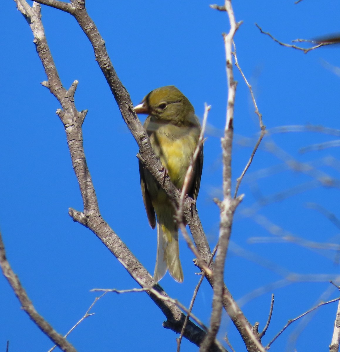 Summer Tanager - ML643704496