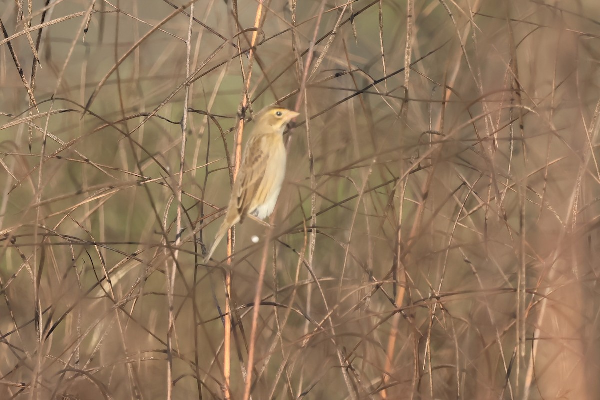 Dickcissel - ML643704508