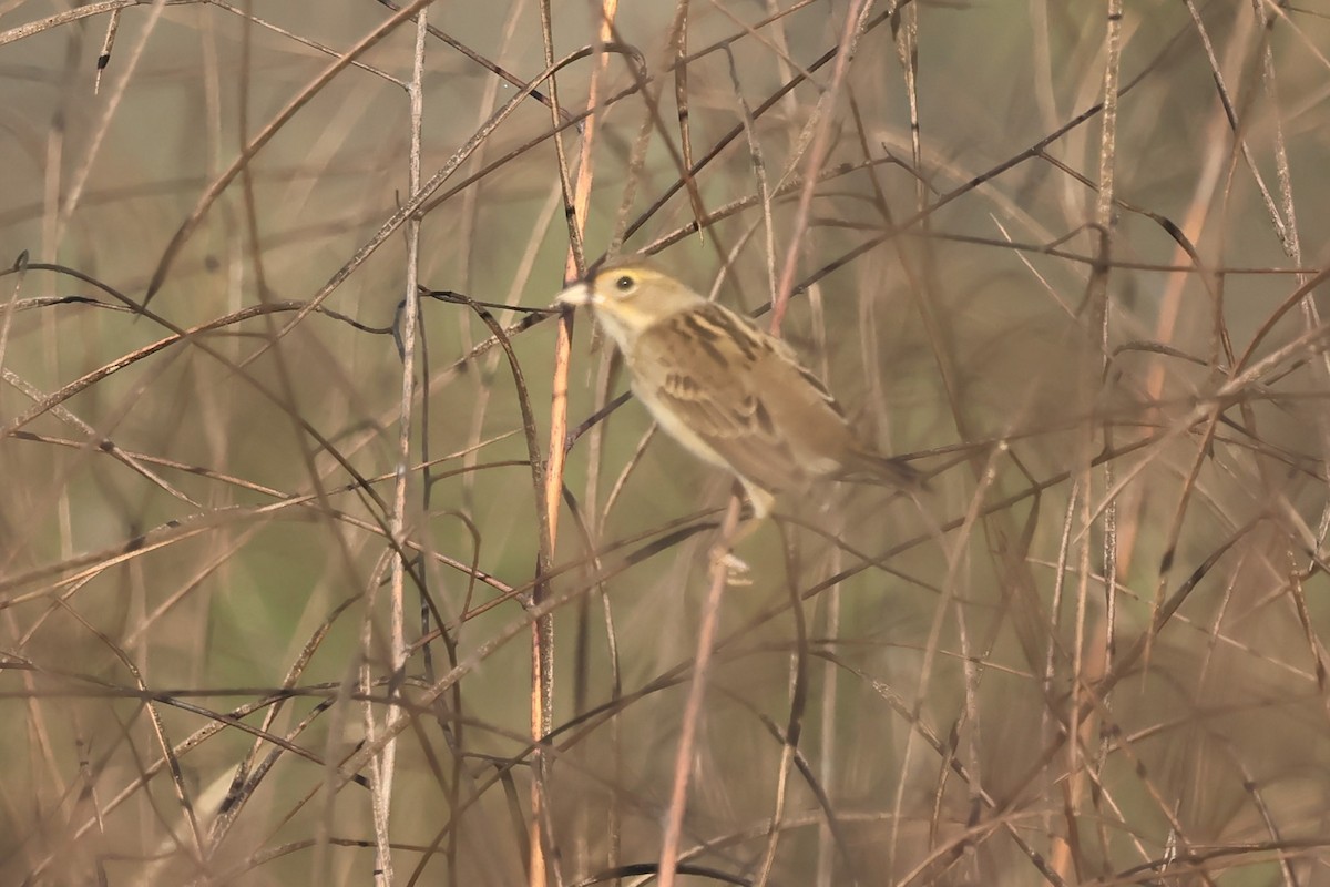Dickcissel - ML643704509
