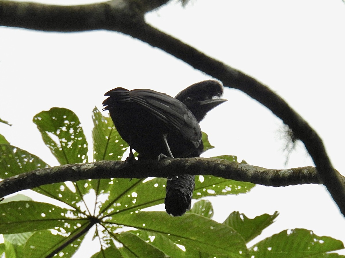 Long-wattled Umbrellabird - ML643704510