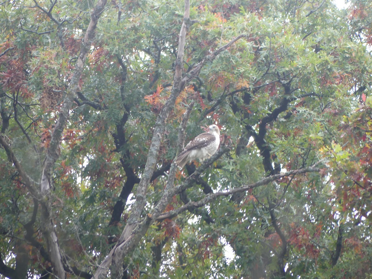 Red-tailed Hawk - ML643704552