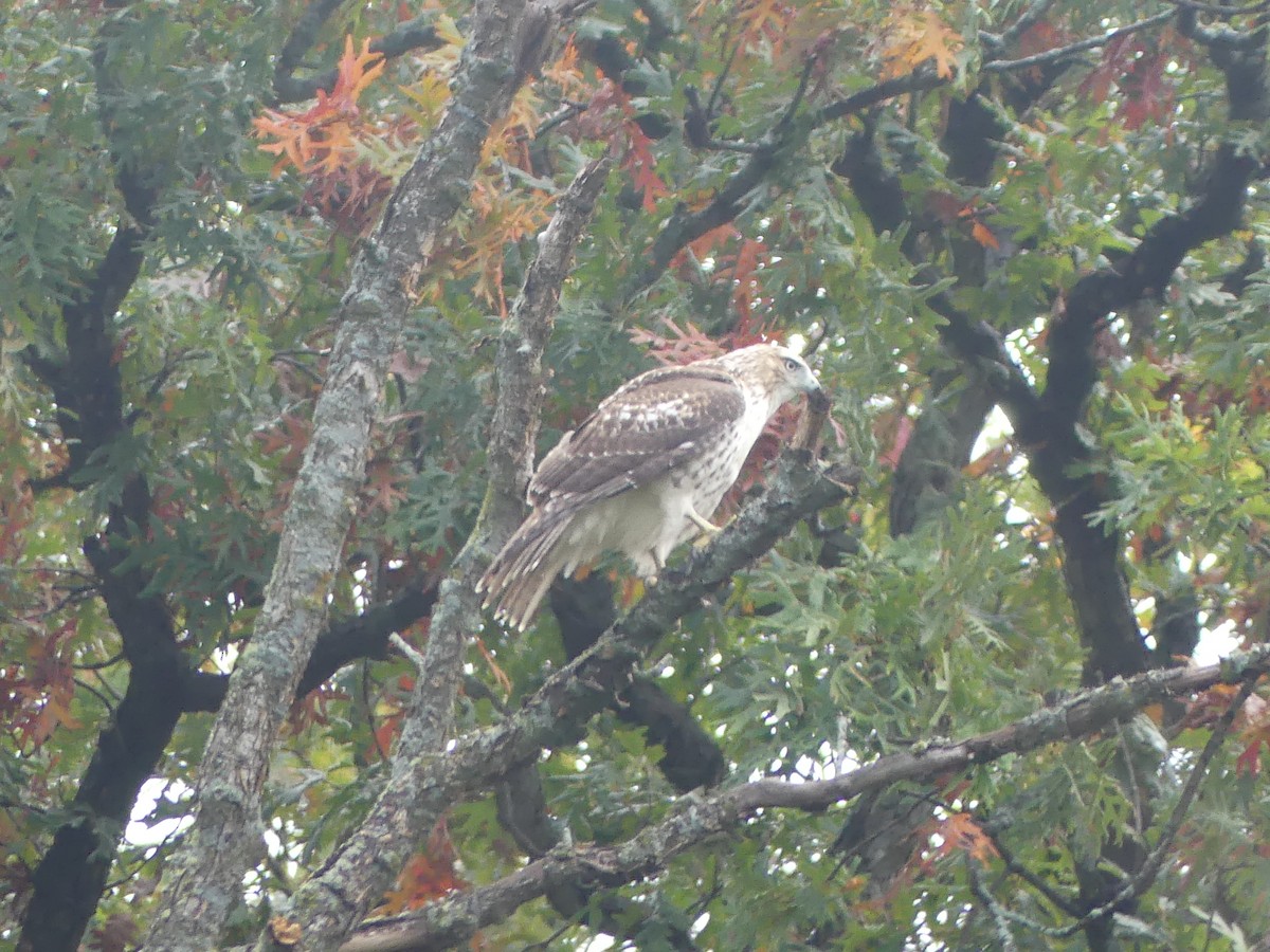 Red-tailed Hawk - ML643704553