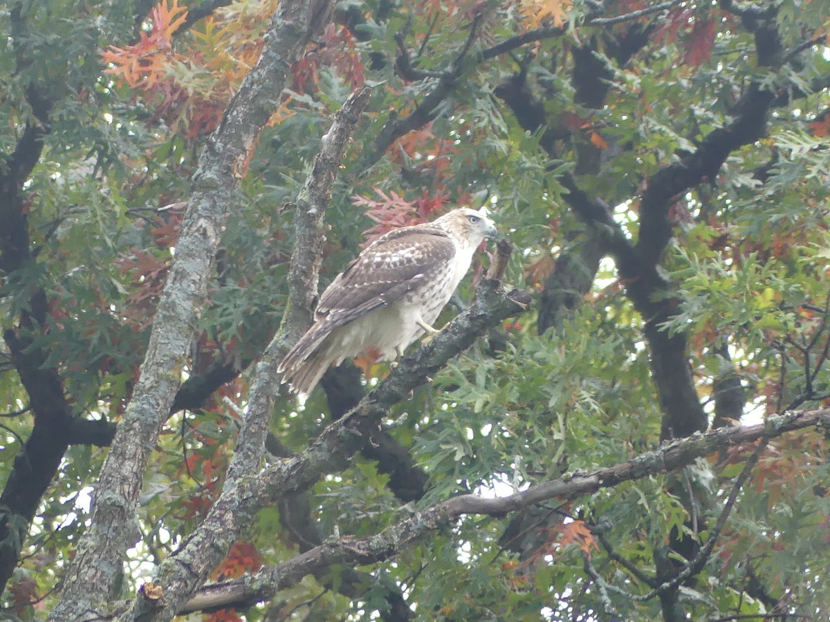 Red-tailed Hawk - ML643704554