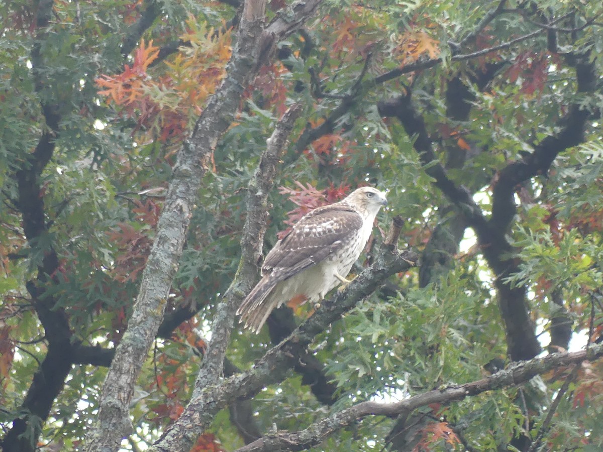 Red-tailed Hawk - ML643704555