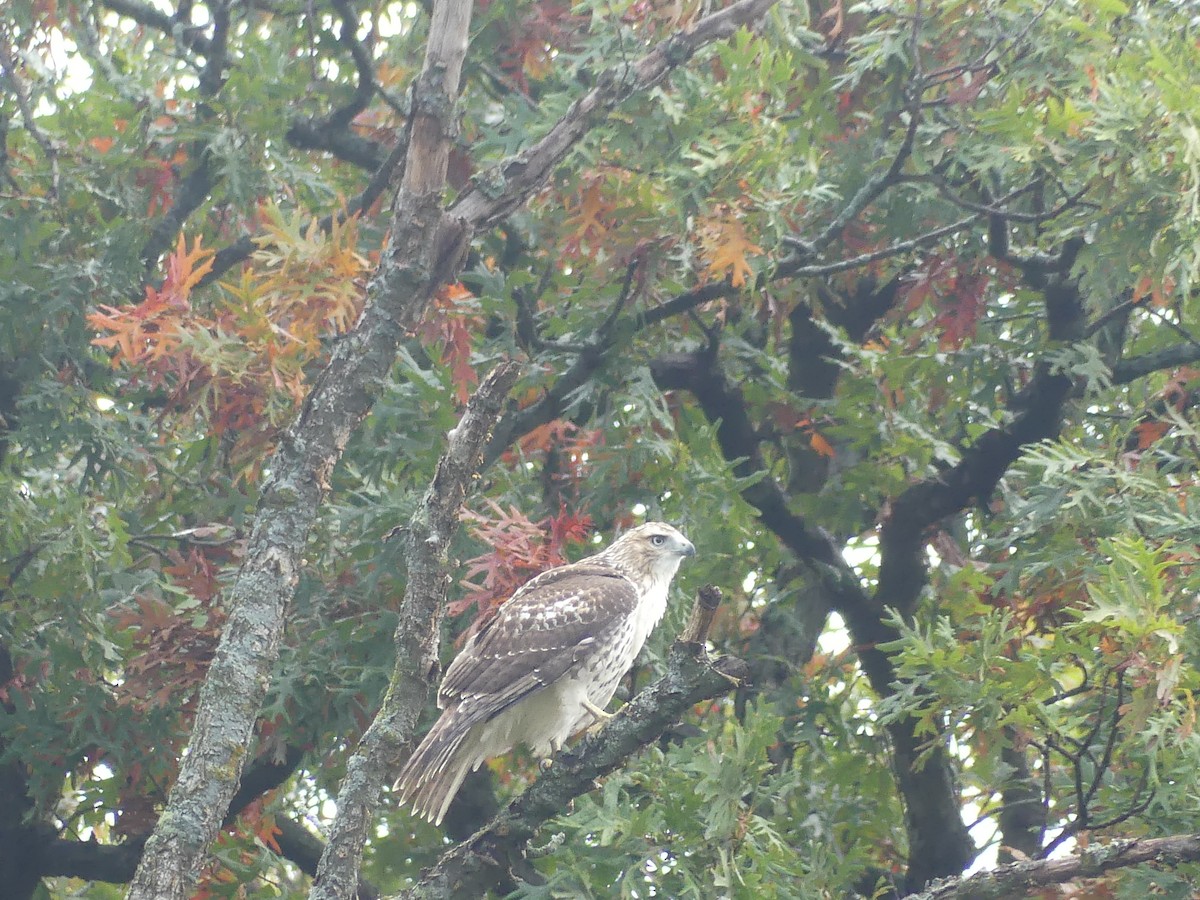 Red-tailed Hawk - ML643704556