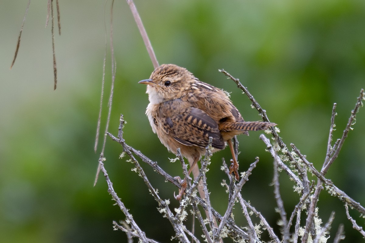 Grass Wren - ML643704559