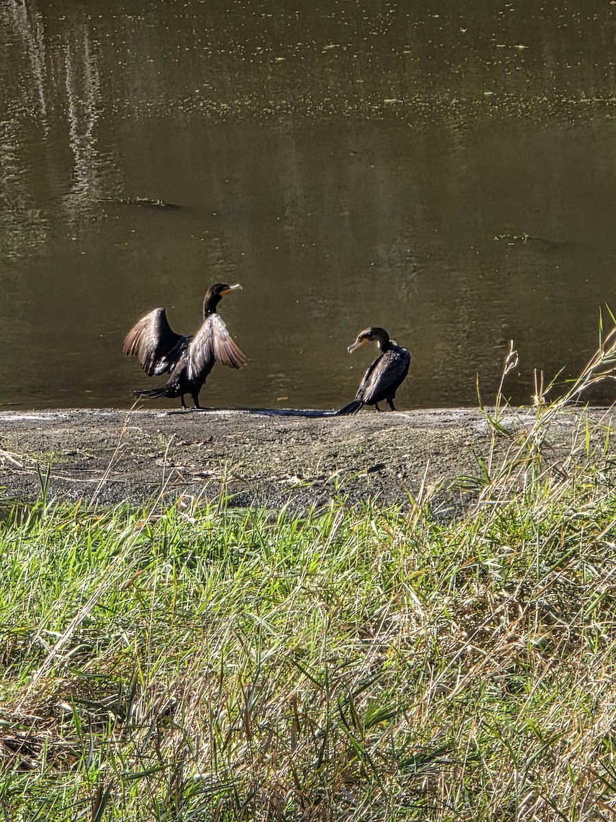 Double-crested Cormorant - ML643704573
