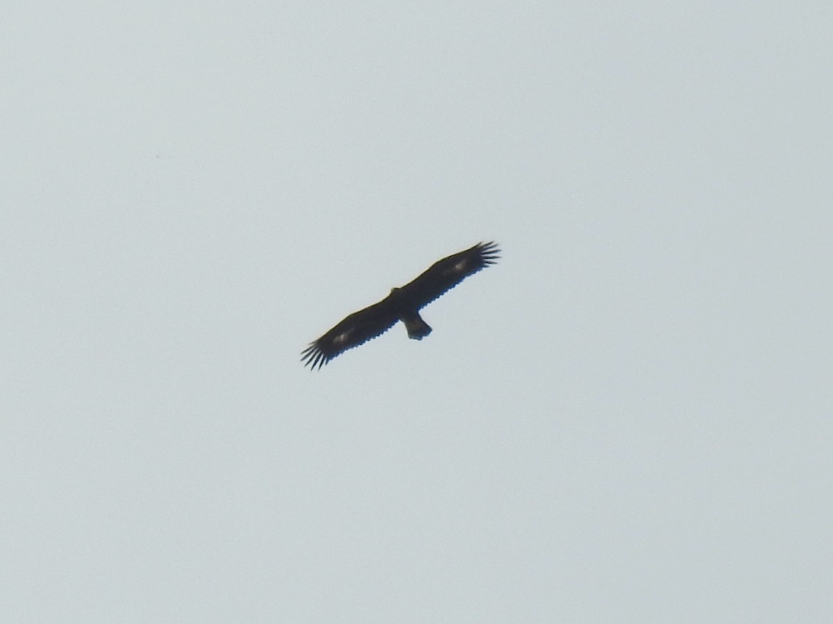 Цармын бүргэд - ML643704577