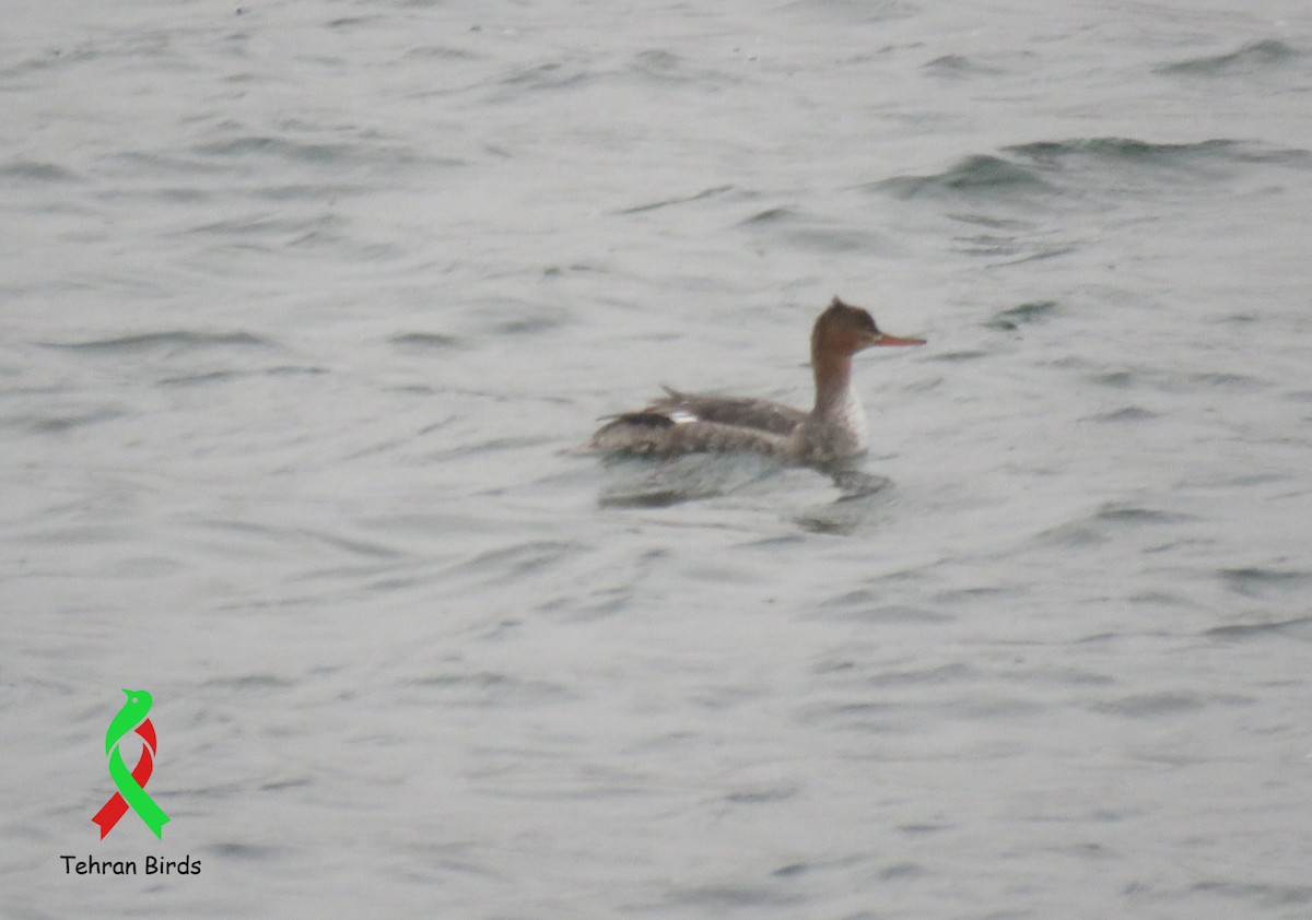 Red-breasted Merganser - ML643704582