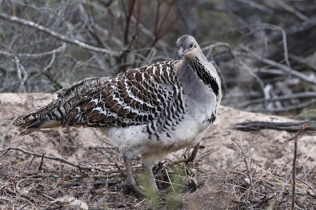 Malleefowl - ML643704584