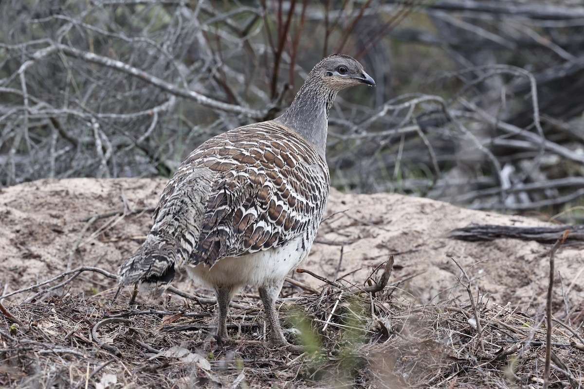 Malleefowl - ML643704585