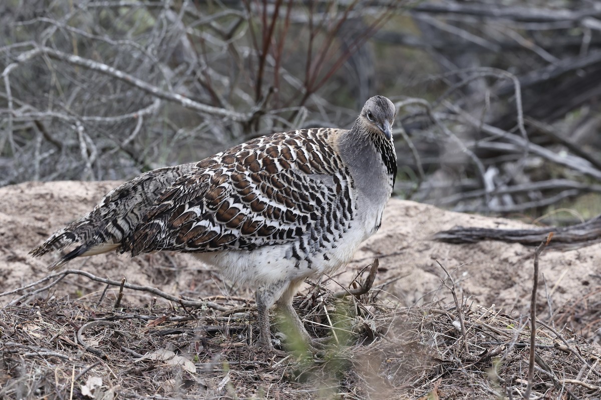 Malleefowl - ML643704586