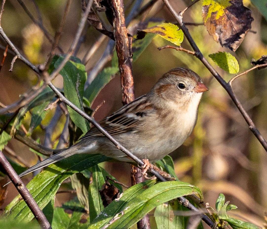 Field Sparrow - ML643704593