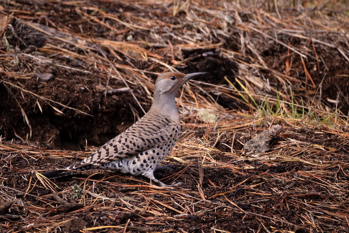 Northern Flicker (Red-shafted) - ML643704595