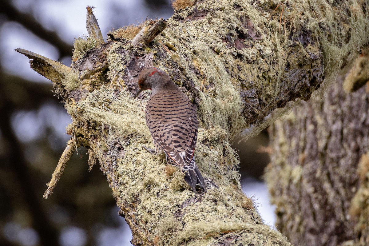 Northern Flicker (Red-shafted) - ML643704596