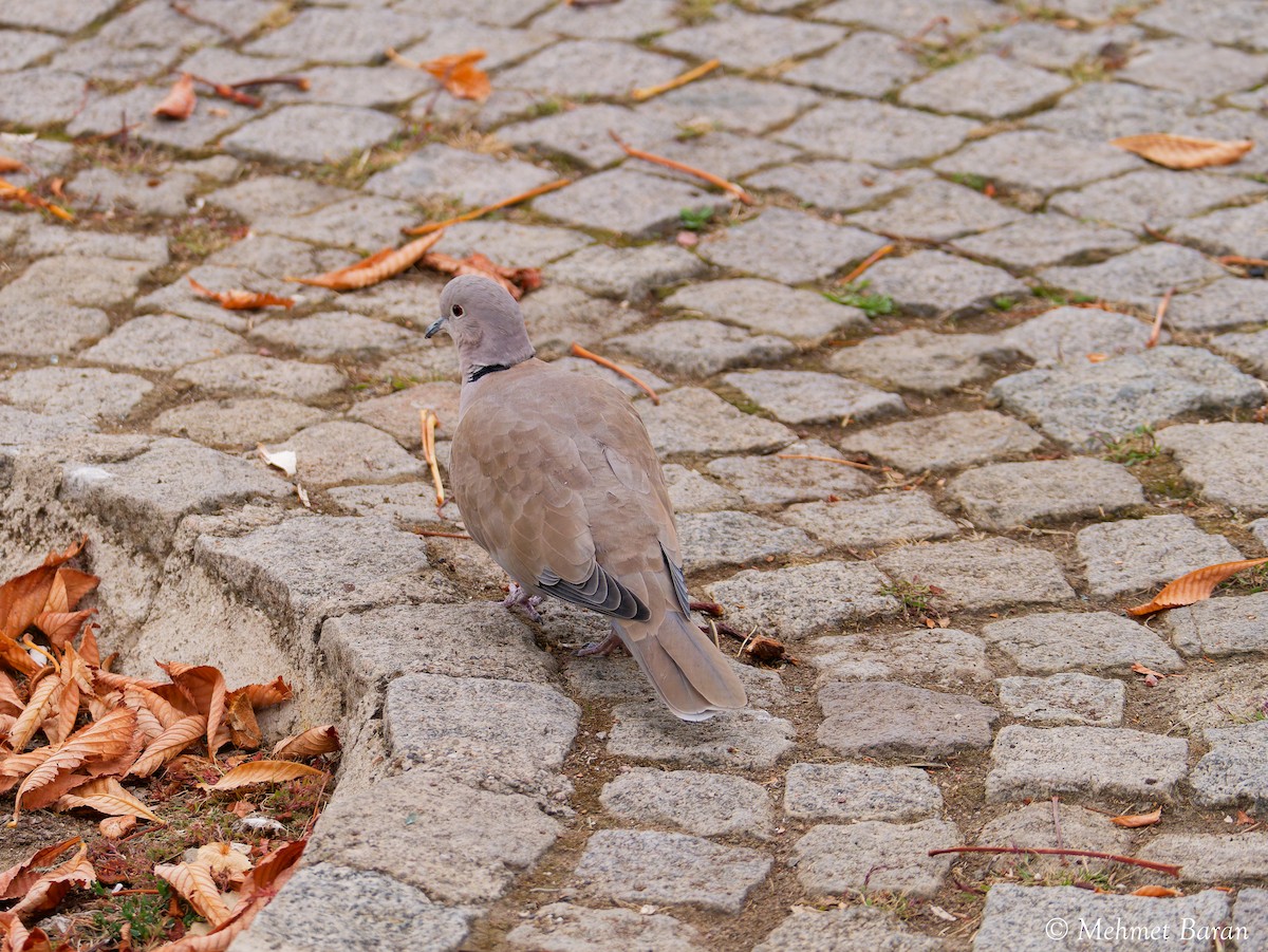 Eurasian Collared-Dove - ML643704620