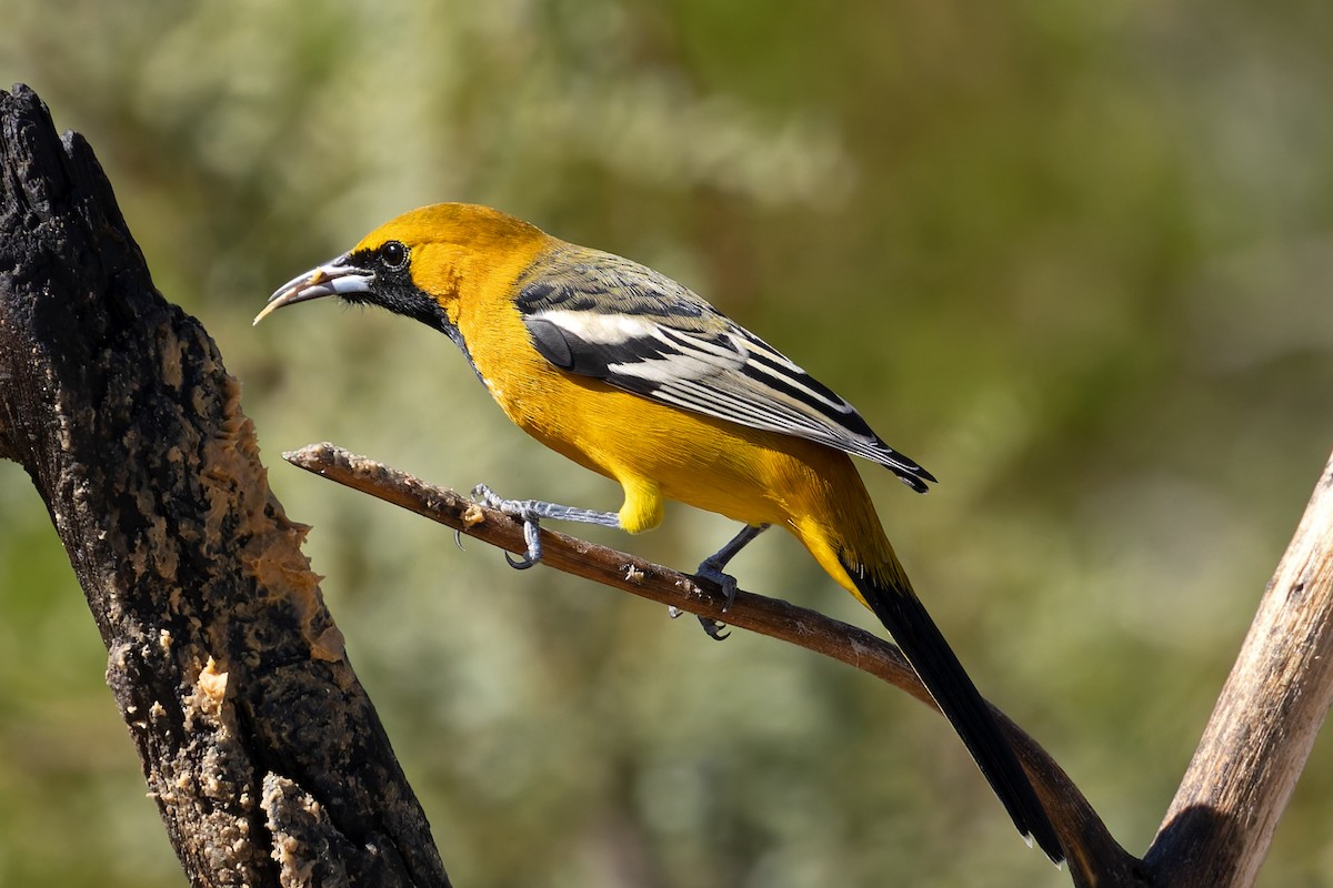 Oriole masqué - ML643704640