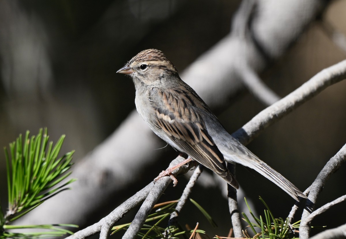 Chipping Sparrow - ML643704642