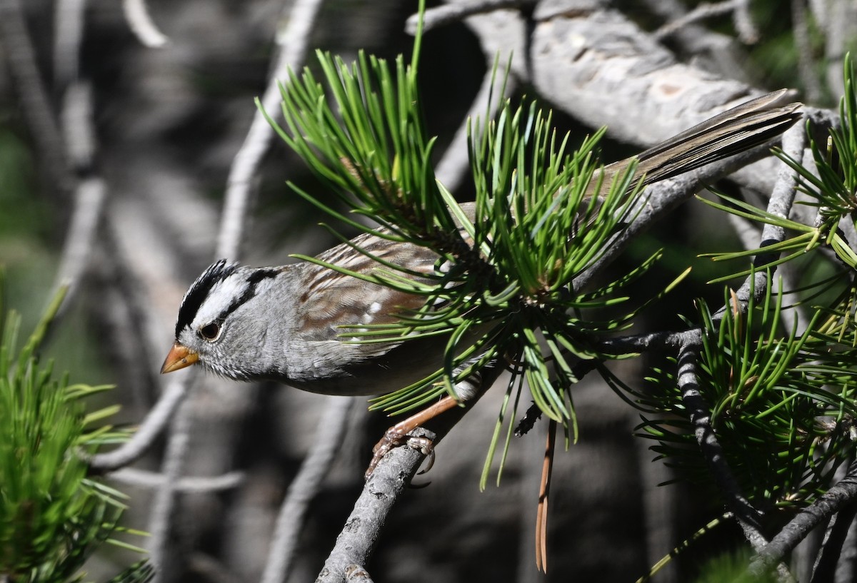 White-crowned Sparrow (Gambel's) - ML643704648