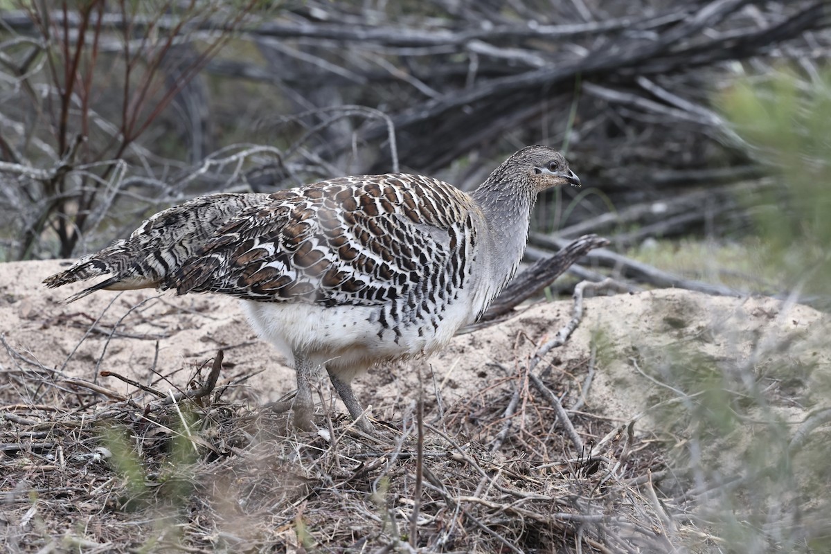 Malleefowl - ML643704649