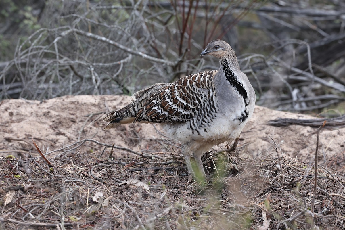 Malleefowl - ML643704650