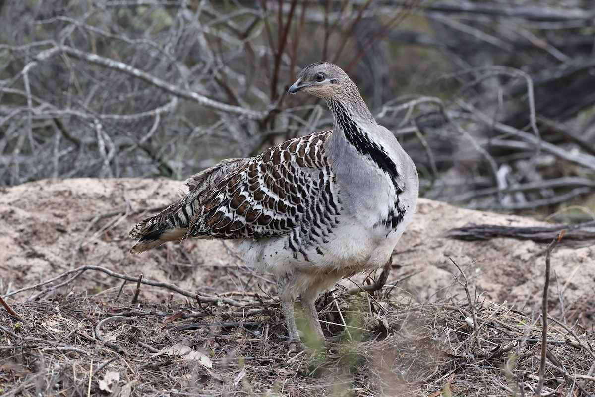 Malleefowl - ML643704651