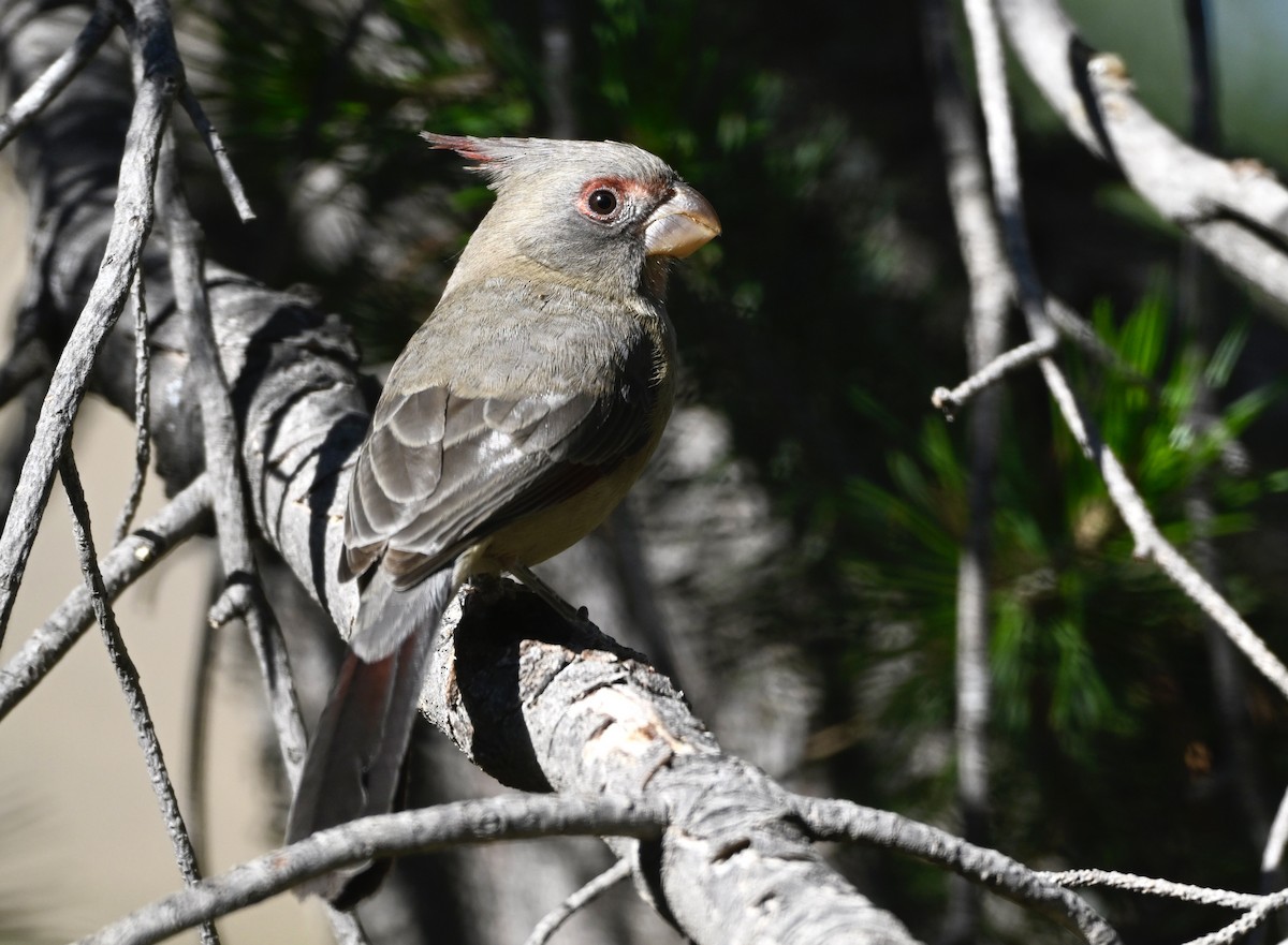 Pyrrhuloxia - ML643704662